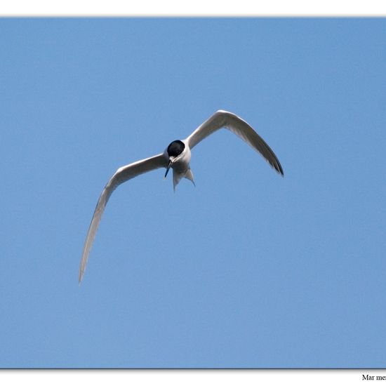 Sandwich Tern: Animal in habitat Sandy coast in the NatureSpots App