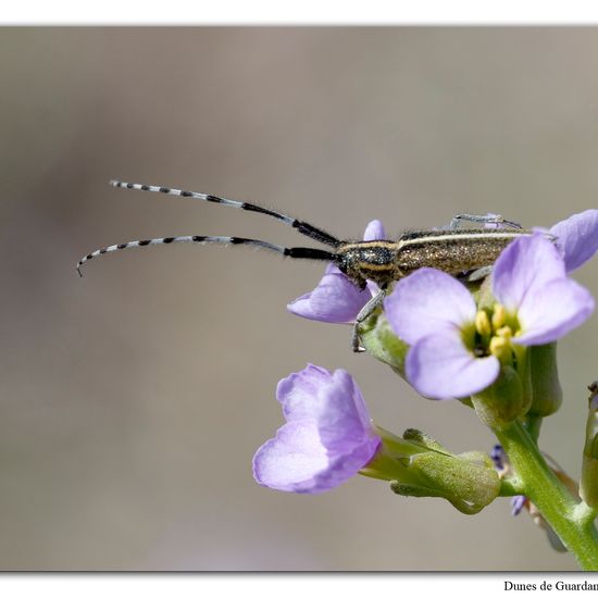 Agapanthia cardui: Animal in habitat Sandy coast in the NatureSpots App