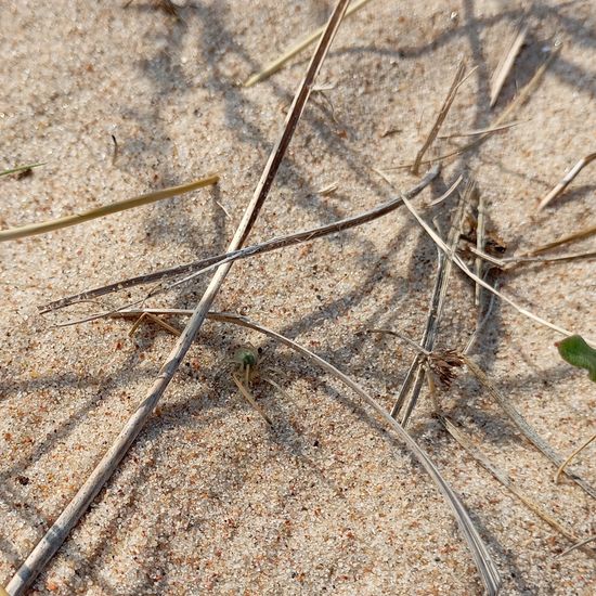 andere Art: Tier im Habitat Sandküste in der NatureSpots App