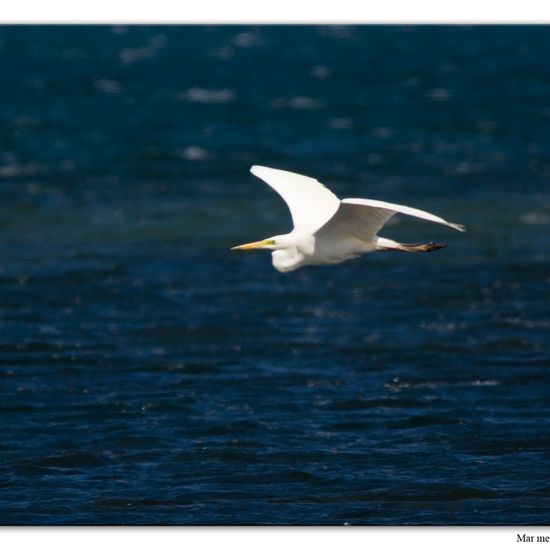 Great Egret: Animal in habitat Sandy coast in the NatureSpots App