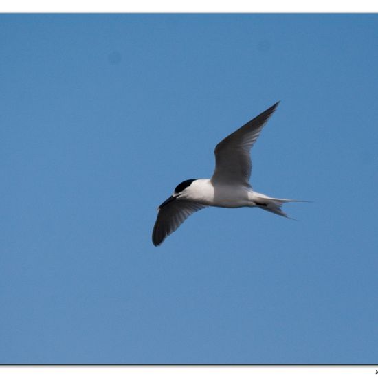 Sandwich Tern: Animal in habitat Sandy coast in the NatureSpots App