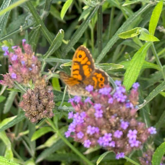 Mauerfuchs: Tier im Habitat Garten in der NatureSpots App