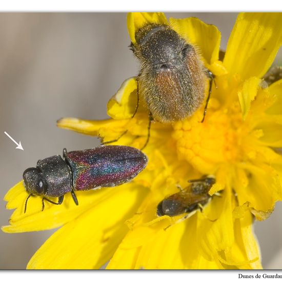 Eine unbekannte Art: Tier im Habitat Sandküste in der NatureSpots App