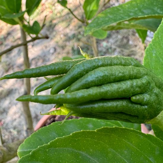 Zitronatzitrone: Pflanze im Habitat Garten in der NatureSpots App