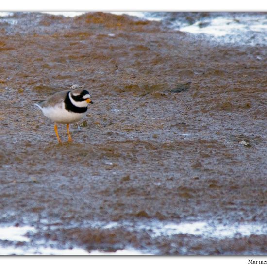 Common Ringed Plover: Animal in habitat Sandy coast in the NatureSpots App