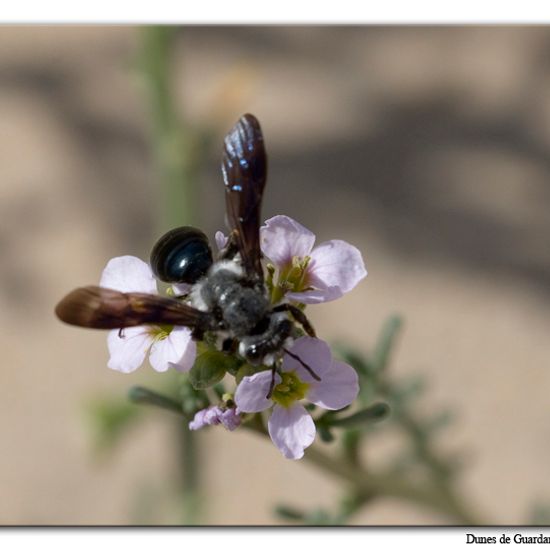 Senf-Blauschillersandbiene: Tier im Habitat Sandküste in der NatureSpots App