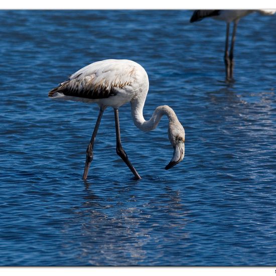 Greater Flamingo: Animal in habitat Sandy coast in the NatureSpots App