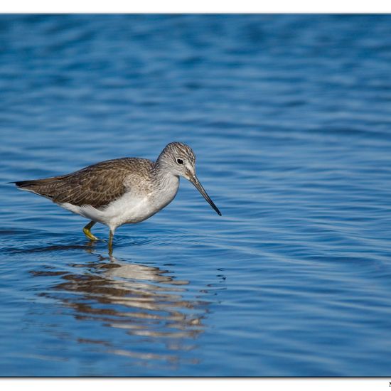 Common Greenshank: Animal in habitat Sandy coast in the NatureSpots App