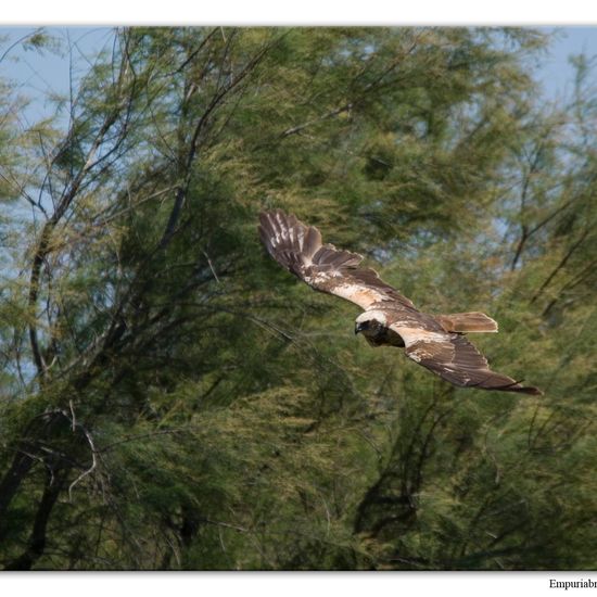 Rohrweihe: Tier im Habitat Sumpf in der NatureSpots App