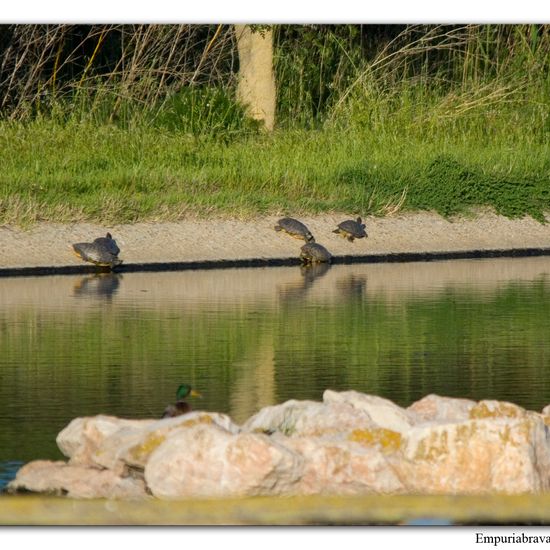 Neuwelt-Sumpfschildkröten: Tier im Habitat Anderes Süsswasserhabitat in der NatureSpots App