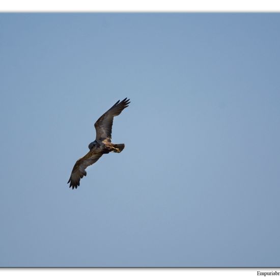 Western Marsh Harrier: Animal in habitat Swamp in the NatureSpots App