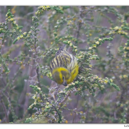 European Serin: Animal in habitat Vineyard in the NatureSpots App