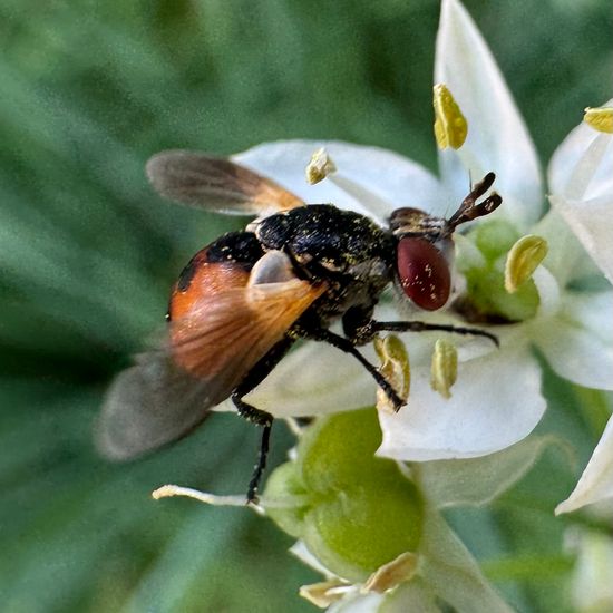 Gymnosoma rotundatum: Tier im Habitat Garten in der NatureSpots App