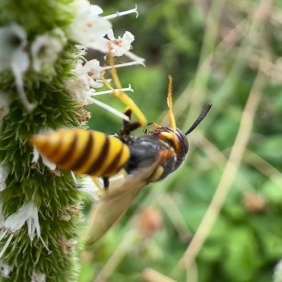 Bienenwolf: Tier im Habitat Garten in der NatureSpots App