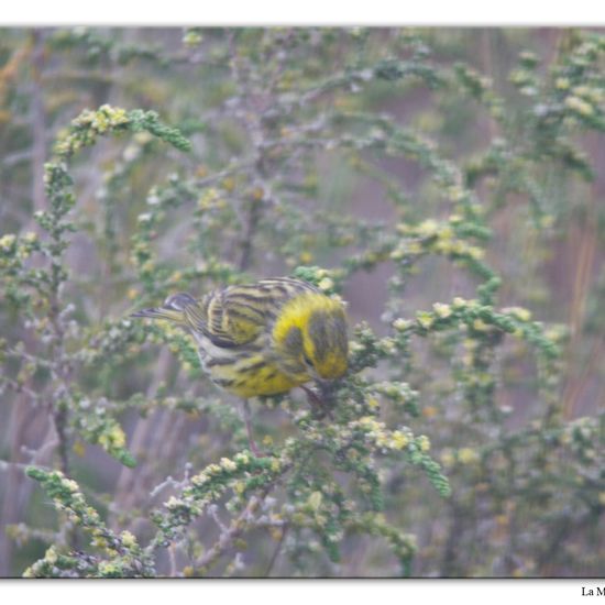 European Serin: Animal in habitat Vineyard in the NatureSpots App