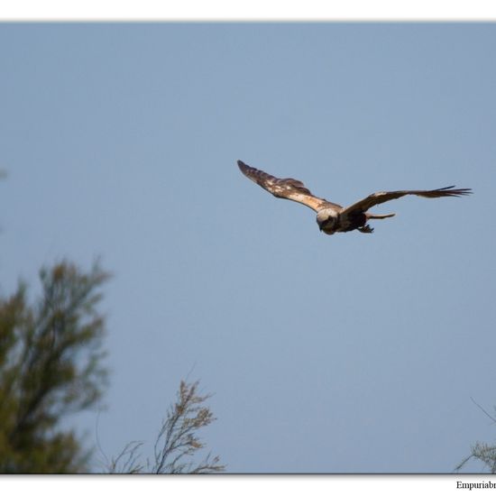 Western Marsh Harrier: Animal in habitat Swamp in the NatureSpots App