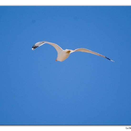 Yellow-legged Gull: Animal in habitat Natural Meadow in the NatureSpots App