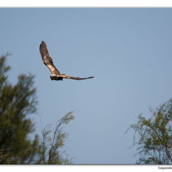 Western Marsh Harrier: Animal in habitat Swamp in the NatureSpots App