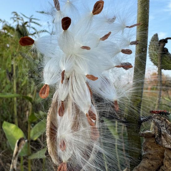 Gewöhnliche Seidenpflanze: Pflanze im Habitat Grasland und Büsche in der NatureSpots App