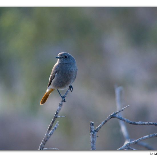 Black Redstart: Animal in habitat Vineyard in the NatureSpots App