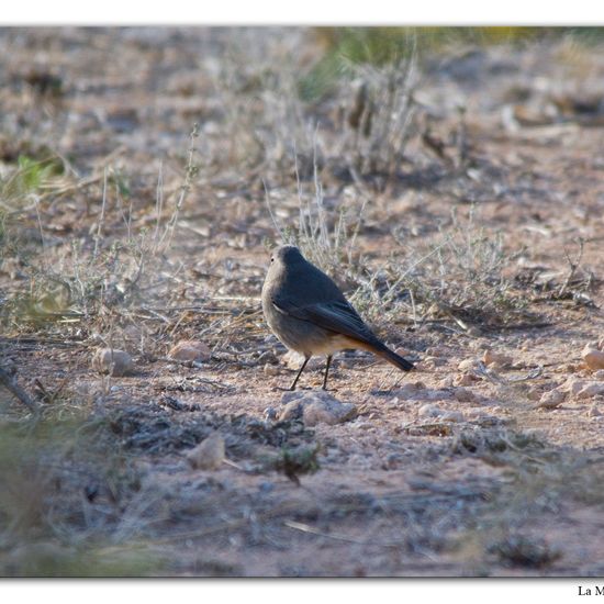 Black Redstart: Animal in habitat Vineyard in the NatureSpots App