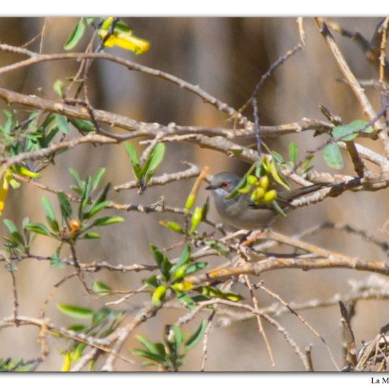 Sardinian Warbler: Animal in habitat Natural Meadow in the NatureSpots App