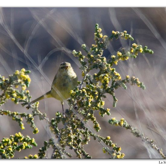 Zilpzalp: Tier im Habitat Weingut in der NatureSpots App