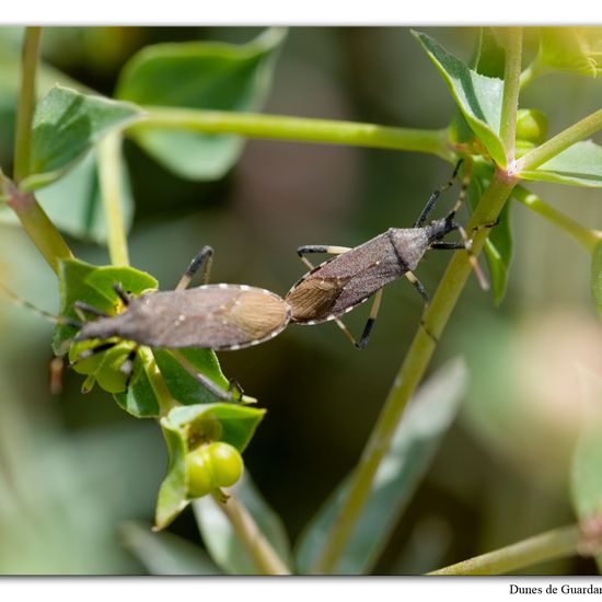 Dicranocephalus albipes: Animal in habitat Sandy coast in the NatureSpots App