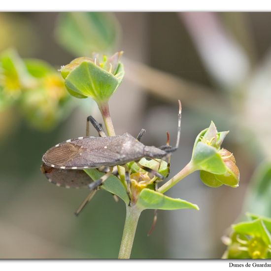 Dicranocephalus albipes: Tier im Habitat Sandküste in der NatureSpots App