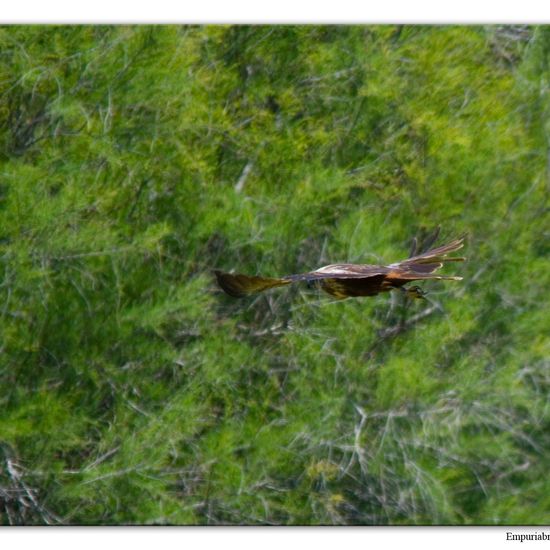 Western Marsh Harrier: Animal in habitat Swamp in the NatureSpots App