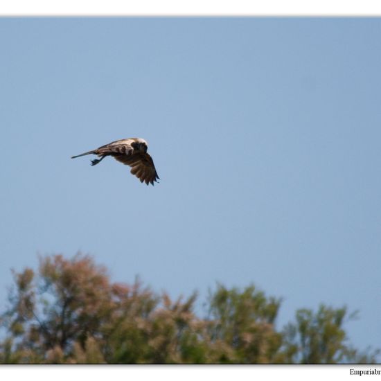 Western Marsh Harrier: Animal in habitat Swamp in the NatureSpots App