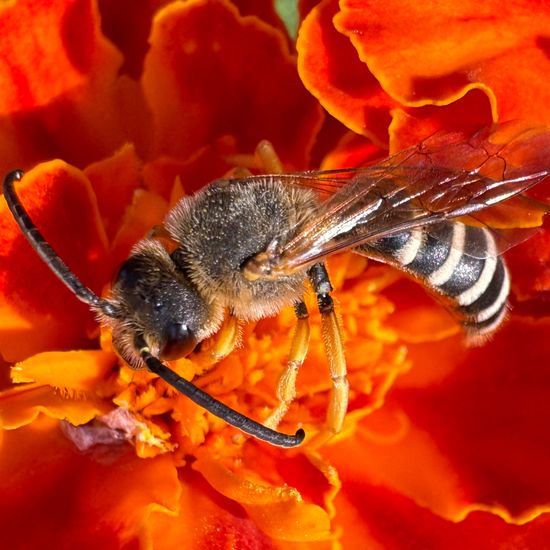 Halictus scabiosae: Tier im Habitat Garten in der NatureSpots App