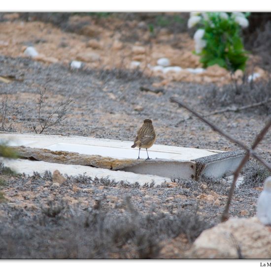 European Stonechat: Animal in habitat Vineyard in the NatureSpots App