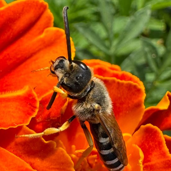 Halictus scabiosae: Animal in habitat Garden in the NatureSpots App