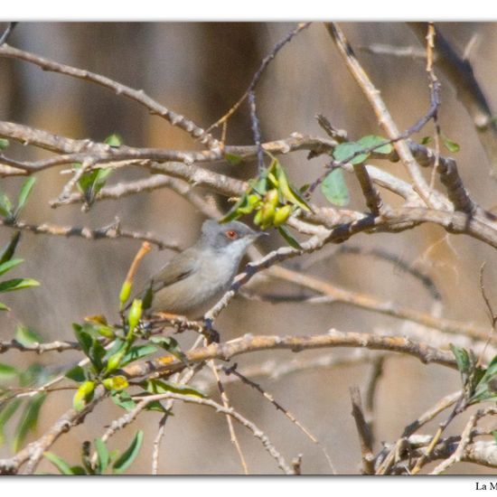 Sardinian Warbler: Animal in habitat Natural Meadow in the NatureSpots App