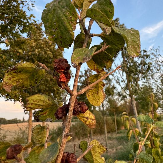 Rote Heckenkirsche: Pflanze im Habitat Habitat manuell eingeben in der NatureSpots App