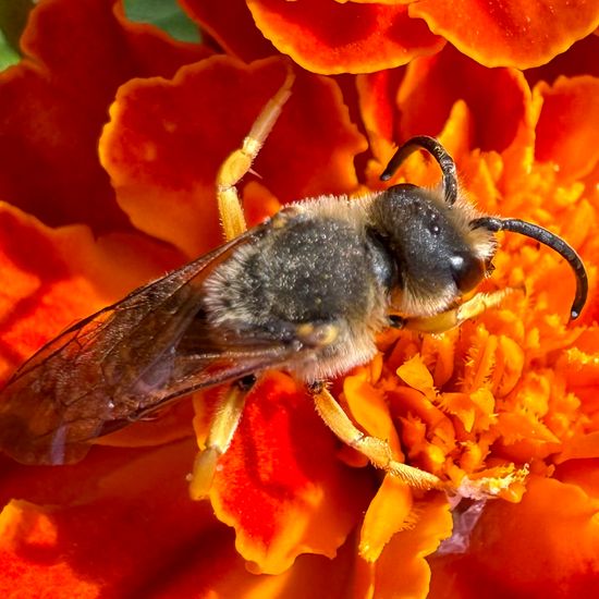 Halictus scabiosae: Tier im Habitat Garten in der NatureSpots App