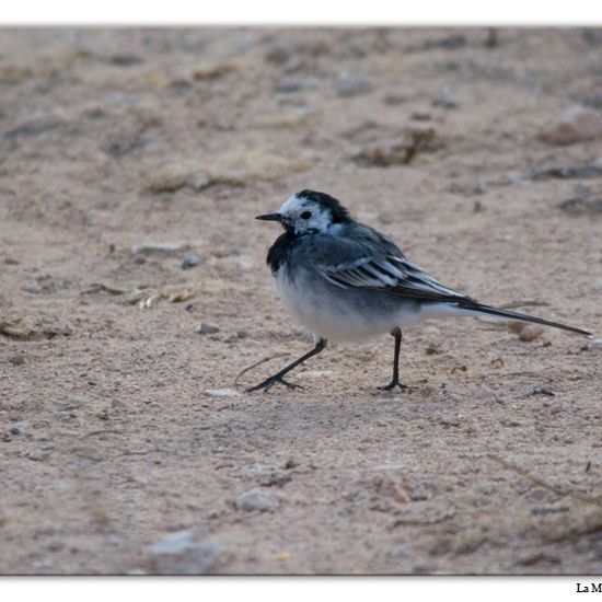 Motacilla alba yarrellii: Animal in habitat Vineyard in the NatureSpots App