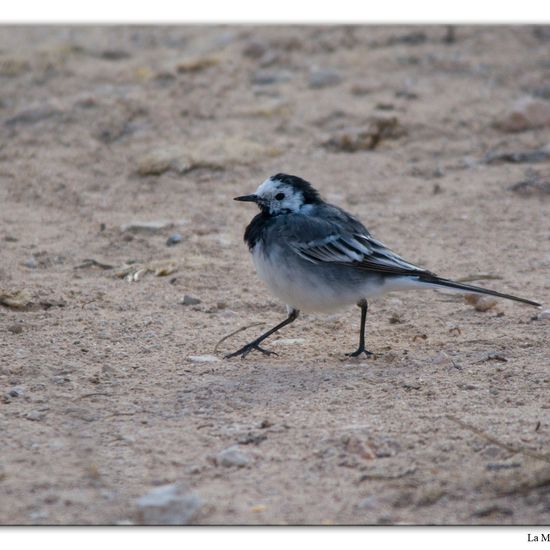 Motacilla alba yarrellii: Tier im Habitat Weingut in der NatureSpots App