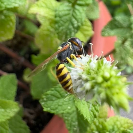 Bienenwolf: Tier im Habitat Garten in der NatureSpots App