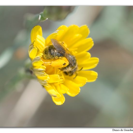 Andrena humilis: Animal in habitat Sandy coast in the NatureSpots App