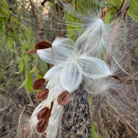 Asclepias syriaca: Plant in habitat Grassland in the NatureSpots App