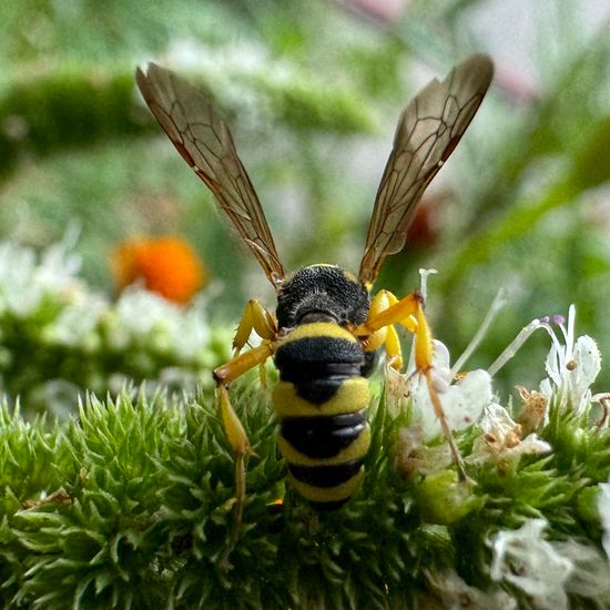 Sandknotenwespe: Tier im Habitat Garten in der NatureSpots App