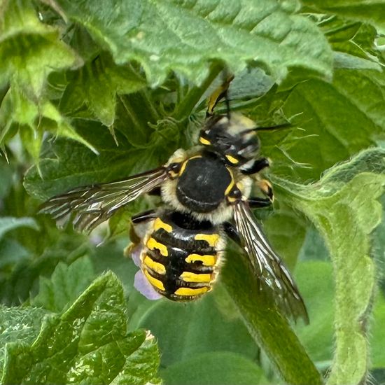 Große Wollbiene: Tier im Habitat Garten in der NatureSpots App