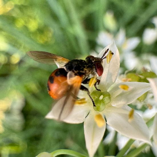 Gymnosoma rotundatum: Tier im Habitat Garten in der NatureSpots App