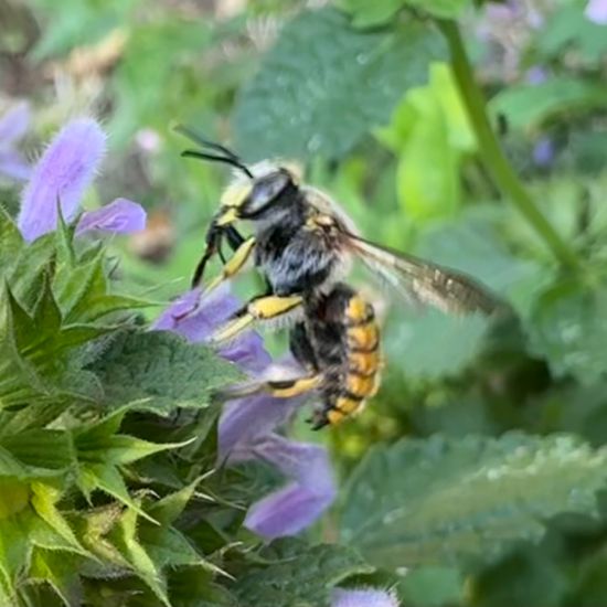 Große Wollbiene: Tier im Habitat Garten in der NatureSpots App