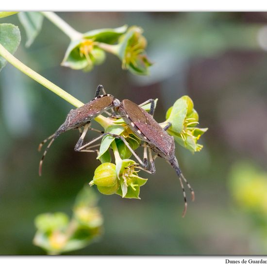 Dicranocephalus albipes: Tier im Habitat Sandküste in der NatureSpots App