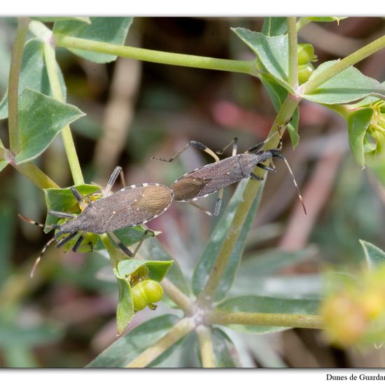 Dicranocephalus albipes: Animal in habitat Sandy coast in the NatureSpots App