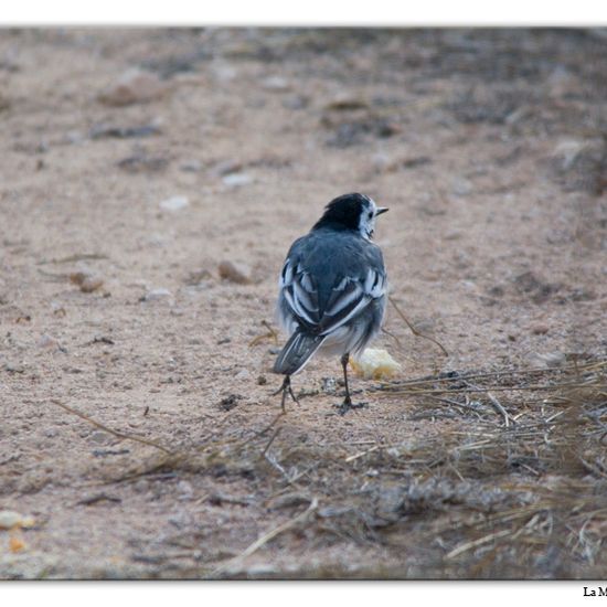 Motacilla alba yarrellii: Animal in habitat Vineyard in the NatureSpots App