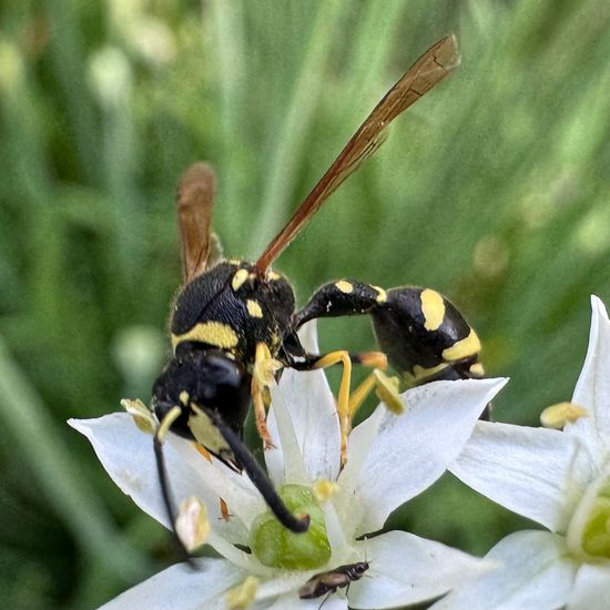 Töpferwespen: Tier in der Natur in der NatureSpots App